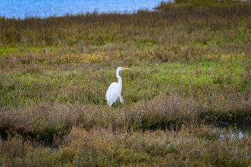 A Great Egret hunting in a marsh