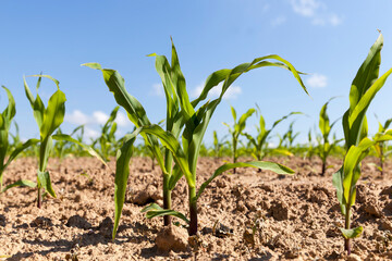 small green corn sprouts in the summer