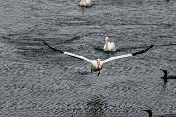 Fototapeta na wymiar American White Pelican is one of the largest birds in North America with a wingspan of over 9'.
