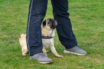 woman trainer teaching a mops pug dog showing him what to do in a dog school