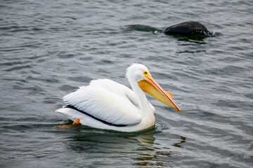 American White Pelican is one of the largest birds in North America with a wingspan of over 9'.
