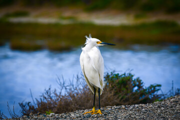 A snowy egret surveying a marshy habitat