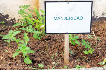 Indicative sign written basil, which in English is called basil. Basil leaves in a vegetable garden in Brazil
