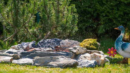 a sparrow in the garden is bathing and splashing with water in a bird bath with granite stones, at a sunny spring day