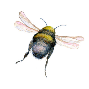 Bumblebee on a white background. Watercolor drawing. Insects art. Handmade work