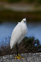 A snowy egret surveying a marshy habitat