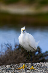 A snowy egret surveying a marshy habitat