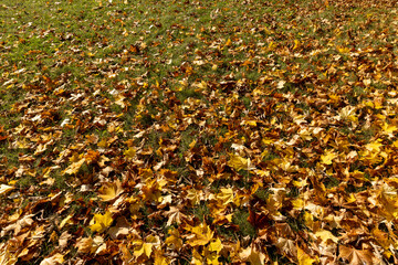 Orange maple foliage after wind and leaf fall