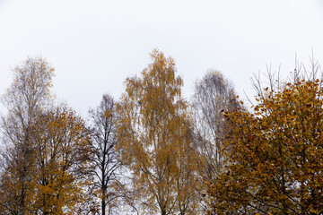 Dull orange foliage on trees in autumn cloudy weather