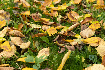 Beautiful yellow foliage of trees on green grass