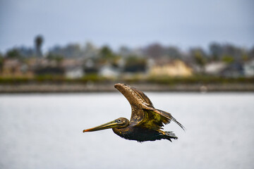 The Brown Pelican soaring over a wetland in Southern California USA .This coastal bird  inhabits salt bays, beaches and ocean areas along the coast.