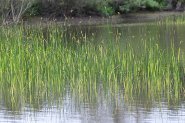 A marsh area with green grass