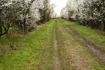 Fototapeta na wymiar white flowering path in march