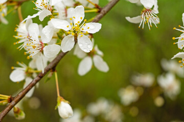 white blooming hawthorn flowers in early spring