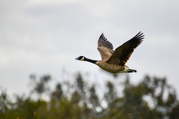 A Canadian Goose taking flight