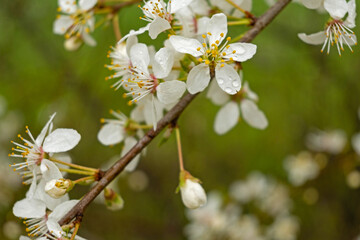 white blooming hawthorn flowers in early spring
