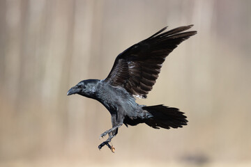 Bird beautiful raven Corvus corax North Poland Europe