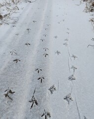 footprints of wild birds on a snowy road