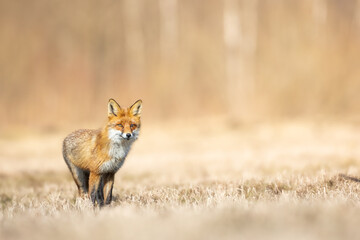 Red Fox Vulpes vulpes in winter scenery, Poland Europe, animal walking among winter snowy meadow in amazing warm light	
