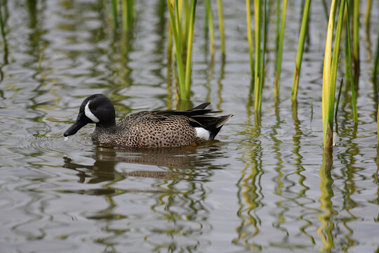A blue winged teal floating in a marsh. These ducks are found mostly in ponds and shallow fresh water ponds.