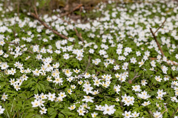 Obraz na płótnie Canvas The first spring flowers growing in the forest