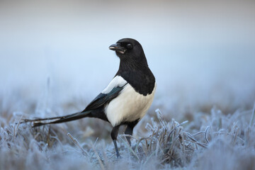 Fototapeta premium The Eurasian Magpie or Common Magpie or Pica pica on the ground with colorful background, winter time 