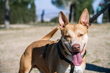 Happy dog in collar with tongue out on street