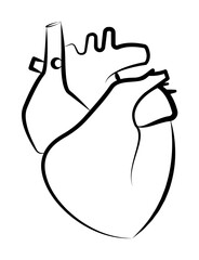 Heart, Organ icon. Element of biology icon for mobile concept and web apps. Hand drawn Heart, Organ icon can be used for web and mobile