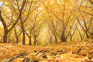 愛媛県内子町　龍王公園のイチョウ並木