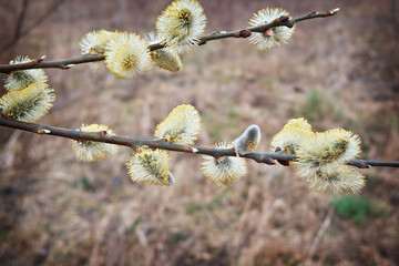 Buds bloomed in early spring. Spring theme. Close-up