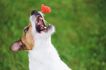 Happy dog catching piece of ripe red watermelon as tasty treat
