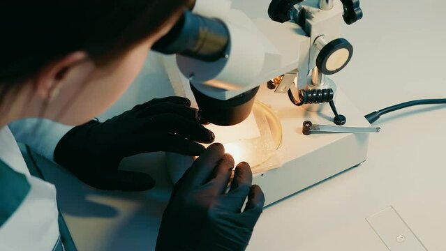 Female microbiologist looking for bacteria under a microscope. A researcher examines a variety of bacteria in the soil using a microscope.