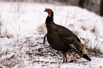 Wild turkey in the snow