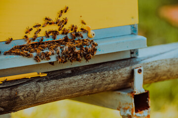 Close up photo of bees hovering around the hive carrying pollen