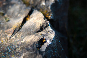 lichen on rock