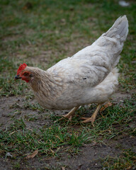 Ein weißes Huhn pickt Körner aus dem gras