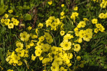 Sourgrass yellow flowers blooming