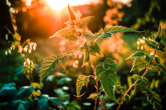 Natural remedies, herbs and plants - stinging nettle bathed in sun light at sunset. Medicine and natural healing Illustration created with generative AI tools.