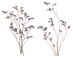 Set with beautiful wild dried meadow flowers isolated on white background.