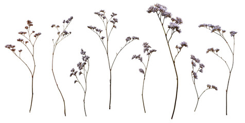 Set with beautiful wild dried meadow flowers isolated on white background.