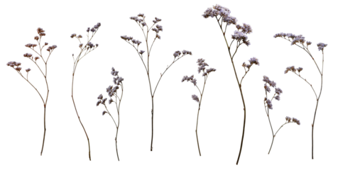 Set with beautiful wild dried meadow flowers isolated on white background.