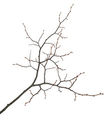 Tree branche isolated on a white background. Branch without leaves, with buds.