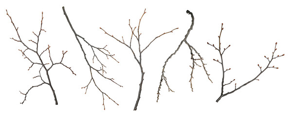 Set of tree branches isolated on a white background. Branches without leaves, with buds.