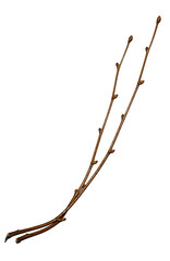 Two branches are isolated on a white background. Branches without leaves, with buds.