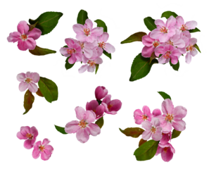 Pink apple tree flowers isolated on a white background, flower set.