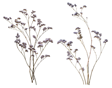 Set with beautiful wild dried meadow flowers isolated on white background.