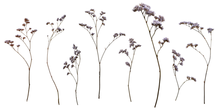 Set with beautiful wild dried meadow flowers isolated on white background.