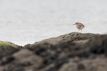 Common redshank (Tringa totanus) on the coast, Fife, Scotland