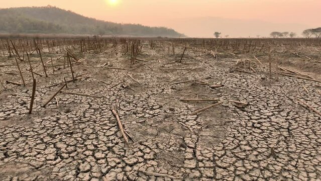 Agricultural with dead crop and parched soil on summer metaphor heatwave, climate change and drought.