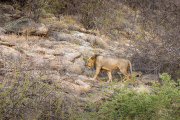 Male lion ( Panthera Leo) walking around in the early morning, Samburu National Reserve, Kenya.